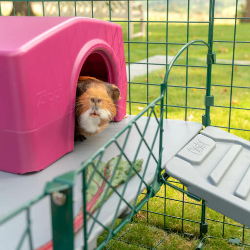 Guinea Pig peaking out of Purple Zippi Shelter on Zippi Platforms in Omlet Zippi Guinea Pig Shelter