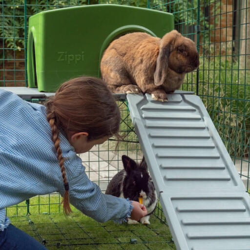 Girl Feeding Carrot to Rabbit While Other Rabbit Sits on Zippi Platforms infront of Green Zippi Shelter inside of Omlet Zippi Guinea Pig Playpen