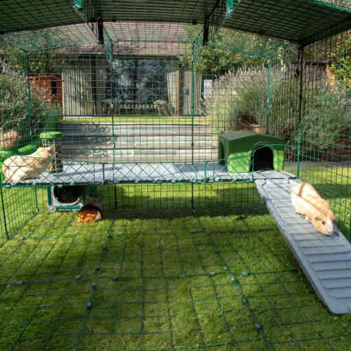 Two Guinea Pigs on Zippi Platforms and Green Zippi Shelter inside of Omlet Zippi Guinea Pig Playpen