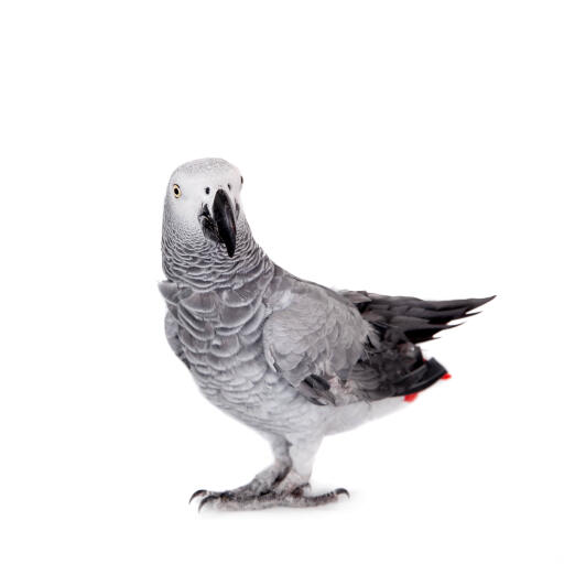 A African Grey Parrot's beautiful white face and grey wing feathers