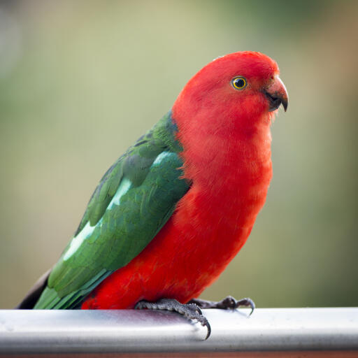 A Australian King Parrot perched, with a lovely, green and red feather pattern