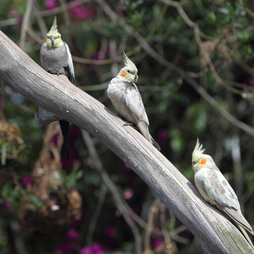 Three lovely, little Cockatiels perched on a long branch