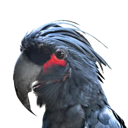 A close up of a Palm Cockatoo's incredible head feathers