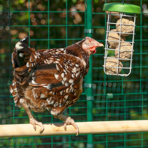 A chicken standing on a chicken perch pecking some feed