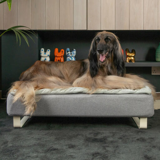 Dog Laying on Omlet Topology Dog Bed with Quilted Topper and White Rail Feet