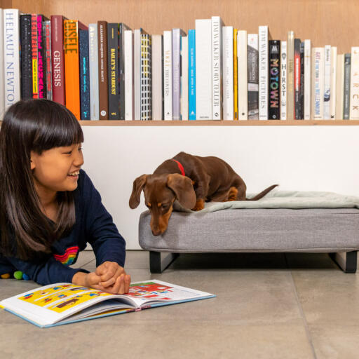 Dog investigating Girls Book while sitting on Omlet Topology Dog Bed with Quilted Topper and Black Rail Feet