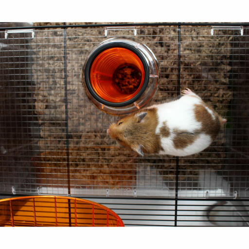 The solid floor is great for hamsters' feet