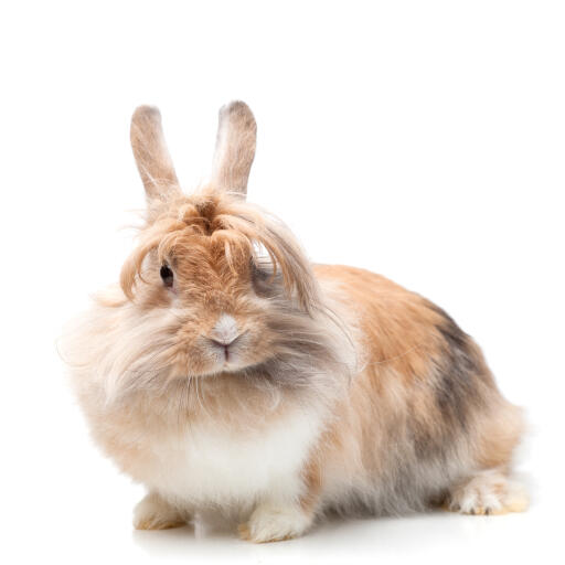 Dwarf lionhead shop bunny for sale