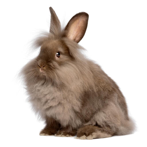 A Lionhead with incredible big ears