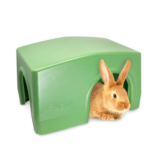 Shelters with bunnies hotsell near me