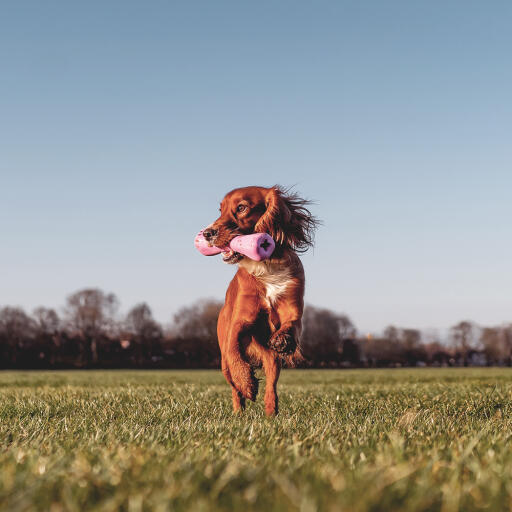 Dog in park holding Pink Natural Bone Toy in its mouth