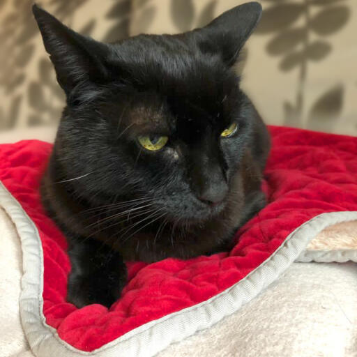 A black cat sitting on a red cat blanket.