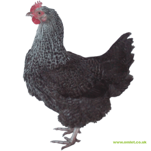 Speckledy hen