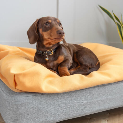 Dog sleeping on Omlet Topology Dog Bed with Beanbag Topper