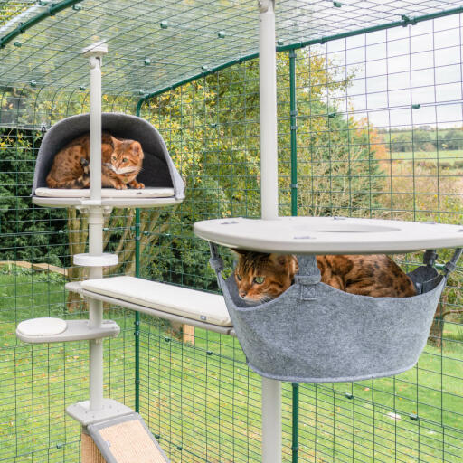 Cats playing in the Omlet Outdoor Cat Tree system in the Omlet Catio