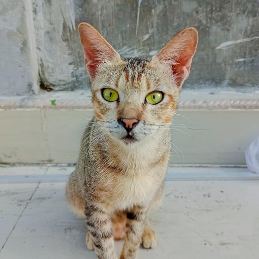 Arabian Mau cat with bright yellow eyes