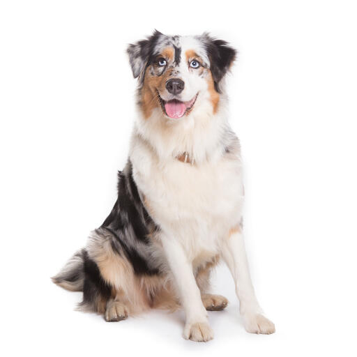 Australian Shepherd Dog with ice blue eyes sitting attentively.