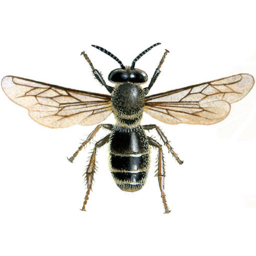 Honey Bee Male Drone