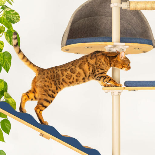 A cat climbing between platform of a cat tree.