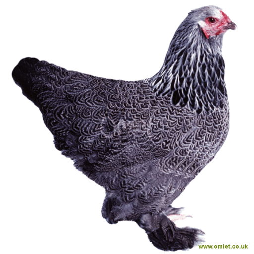 bantam dark female