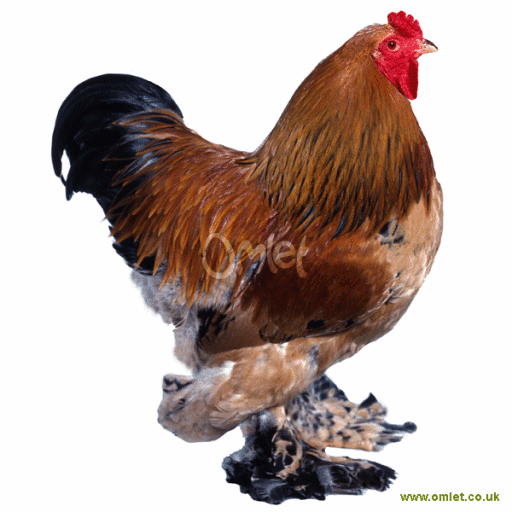 Brahma Chickens, Brahma For Sale