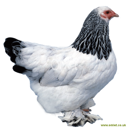 bantam light female