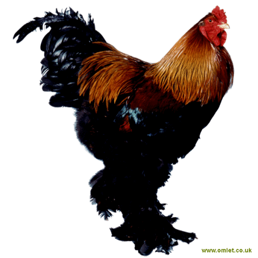  Brahma Chickens 2 Inch Full Color Static Window Cling,  Removable and Resusable : Everything Else