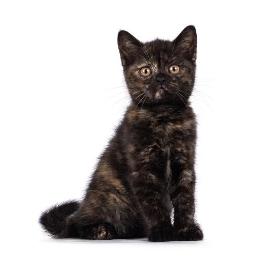 British shorthair tortie kitten against a white background