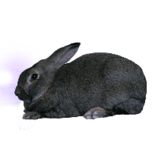 Black giant rabbit hot sale