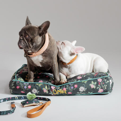 Designer bulldogs online