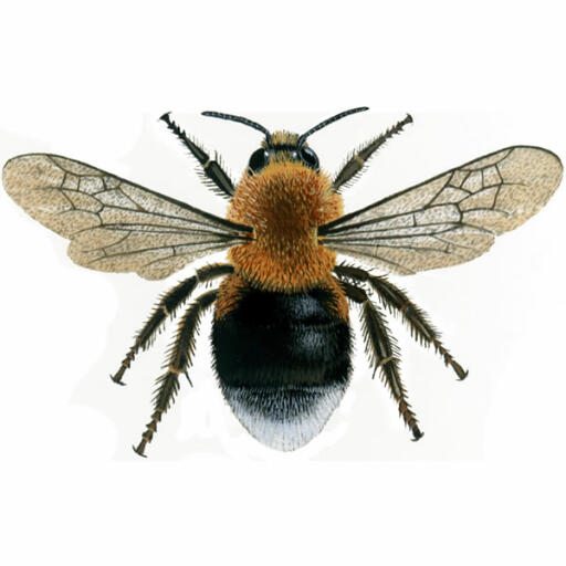 Bumblebee - Tree - Bombus hypnorum