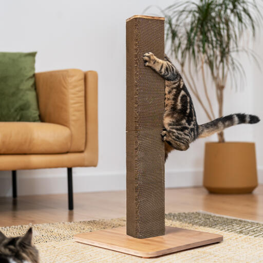 Scratching store post refills