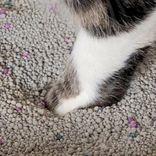 Cat grit 2024