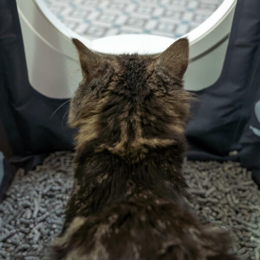 Cat inside of Maya Cat Litter Box Furniture getting privacy