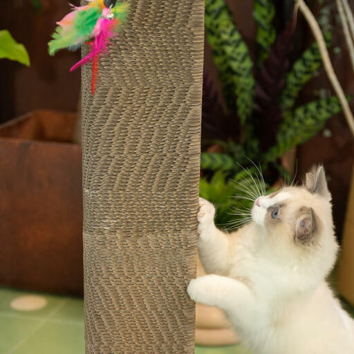 cat scratching a modern cardboard scratching post