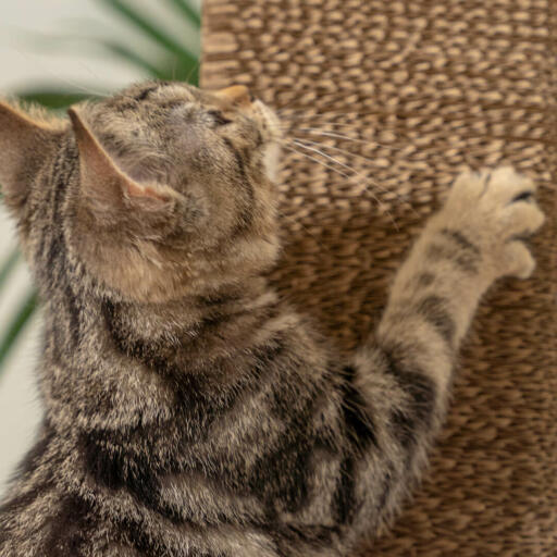 cat scratching a modern cardboard scratching post