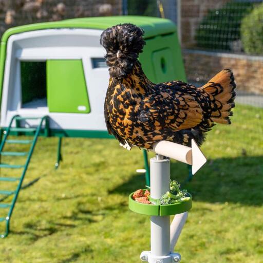 chicken perching in the freestanding universal chicken perch