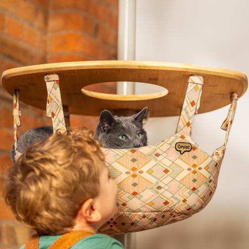 cat looking out from an indoor freestyle cat tree hammock with little boy