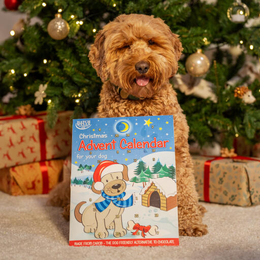 Christmas Advent Calendar for Dogs