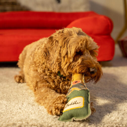 dog playing with a dog toy