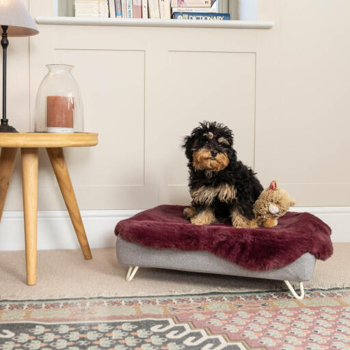 Cockapoo in the luxury memory foam topology elevated dog bed