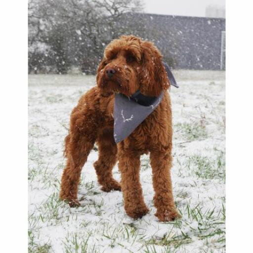 Dog in the snow wearing a bandana
