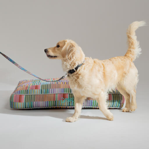 Dog Collar Large Pawsteps Electric Omlet
