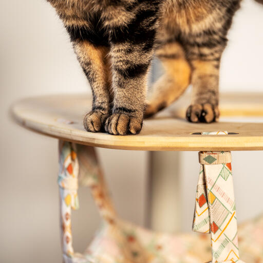 cat standing on top of an indoor freestyle cat tree hammock