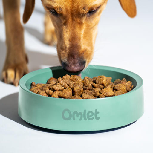 retriever eating food from an Omlet dog bowl in sage