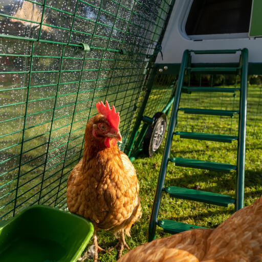 Eglu GO UP chicken coop with clear run cover