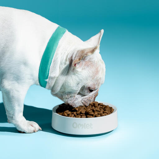 white french bulldog eating out of an omlet dog bowl in chalk