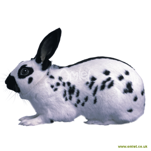 English Rabbit