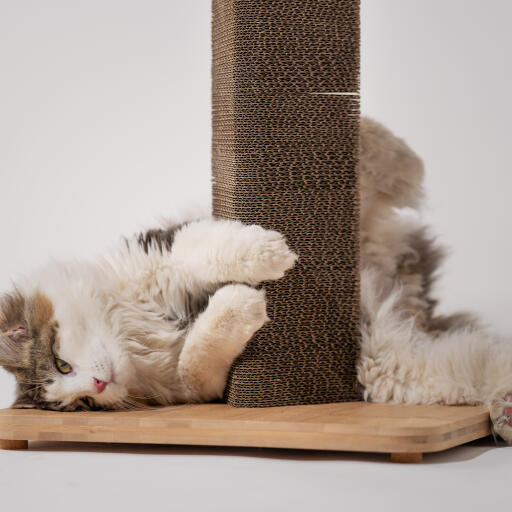 fluffy cat curled around cardboard cat scratcher