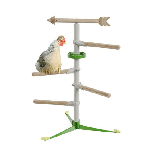 Chicken in the free standing perch system by omlet